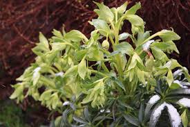 Image result for Helleborus foetidus