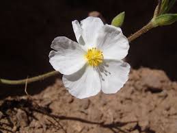 Attēlu rezultāti vaicājumam “Cistaceae”