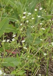 Attēlu rezultāti vaicājumam “Myosoton aquaticum”