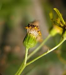 Attēlu rezultāti vaicājumam “Jacobaea paludosa flower”