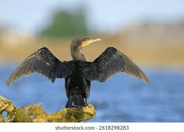 Image result for Phalacrocorax carbo