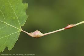 Attēlu rezultāti vaicājumam “Contarinia petioli”