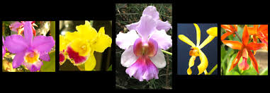 Attēlu rezultāti vaicājumam “Orchidaceae”