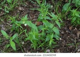 Attēlu rezultāti vaicājumam “Melampyrum pratense leaf”