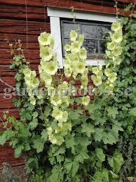 Image result for Alcea rugosa