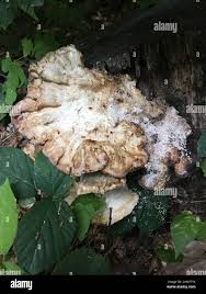 Attēlu rezultāti vaicājumam “Climacodon septentrionalis”