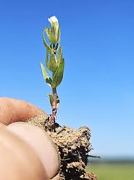 Attēlu rezultāti vaicājumam “Juncus capitatus fruit”