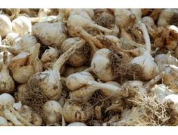 Attēlu rezultāti vaicājumam “Allium sativum”