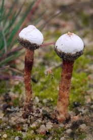 Attēlu rezultāti vaicājumam “Tulostoma fimbriatum”