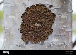 Attēlu rezultāti vaicājumam “Melanohalea olivacea”