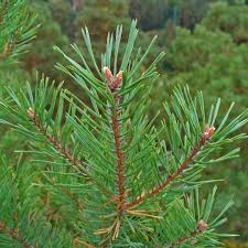 Attēlu rezultāti vaicājumam “Pinus sylvestris”