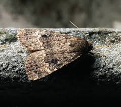 Attēlu rezultāti vaicājumam “Amphipyra perflua”