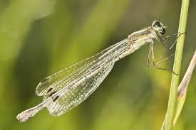 Attēlu rezultāti vaicājumam “Enallagma cyathigerum female”