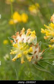 Attēlu rezultāti vaicājumam “Anthyllis maritima leaf”