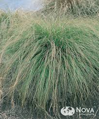 Attēlu rezultāti vaicājumam “Carex paniculata”
