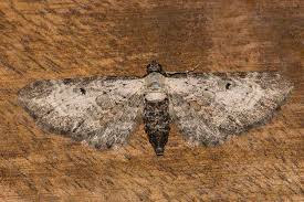 Attēlu rezultāti vaicājumam “Eupithecia succenturiata”