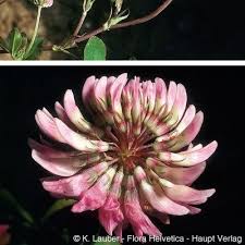 Attēlu rezultāti vaicājumam “Trifolium hybridum flower”