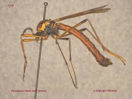 Attēlu rezultāti vaicājumam “Tipulidae male”
