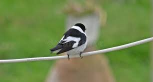 Image result for Ficedula albicollis