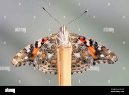 Attēlu rezultāti vaicājumam “Vanessa cardui underside”