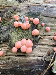 Attēlu rezultāti vaicājumam “Lycogala epidendrum aggr.”