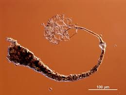 Attēlu rezultāti vaicājumam “Clastoderma debaryanum”