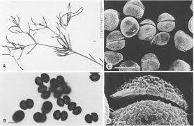 Image result for Polycystis muscaridis
