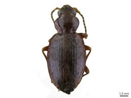 Attēlu rezultāti vaicājumam “Bembidion sp.”