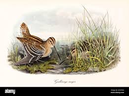 Image result for Gallinago media