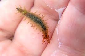 Attēlu rezultāti vaicājumam “Hydrochara caraboides”