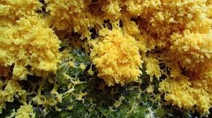 Attēlu rezultāti vaicājumam “Fuligo septica var. candida macro”