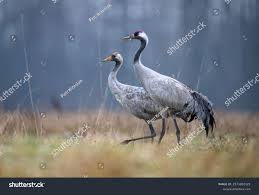 Attēlu rezultāti vaicājumam “Grus grus”