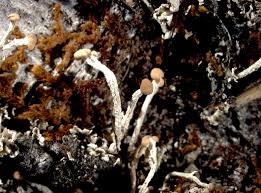 Attēlu rezultāti vaicājumam “Cladonia botrytes”