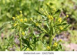 Attēlu rezultāti vaicājumam “Ranunculus sceleratus”