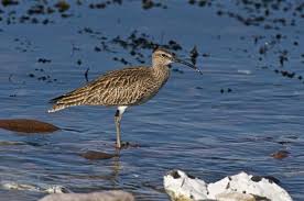 Attēlu rezultāti vaicājumam “Numenius phaeopus”