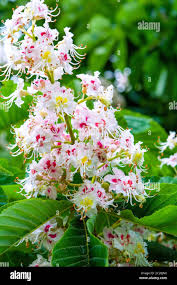 Attēlu rezultāti vaicājumam “Aesculus hippocastanum flower”