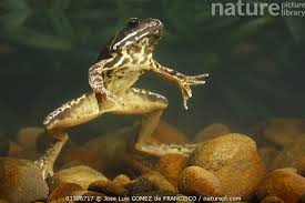 Attēlu rezultāti vaicājumam “Rana temporaria”