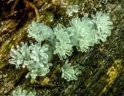 Attēlu rezultāti vaicājumam “Ceratiomyxa porioides young”