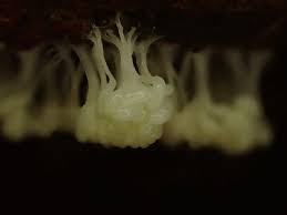 Attēlu rezultāti vaicājumam “Symphytocarpus trechisporus macro”