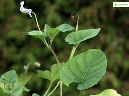Attēlu rezultāti vaicājumam “Viola reichenbachiana leaf”