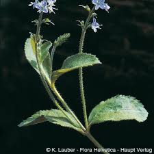Image result for Veronica officinalis