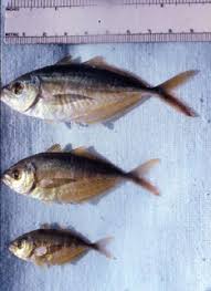 Image result for Caranx ruber