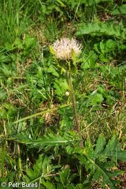 Attēlu rezultāti vaicājumam “Cirsium x rigens flower”