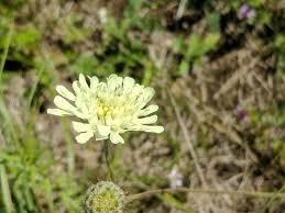 Attēlu rezultāti vaicājumam “Scabiosa ochroleuca”