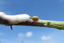 Attēlu rezultāti vaicājumam “Aphrophoridae nymph”