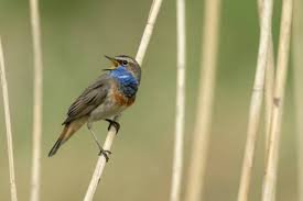 Attēlu rezultāti vaicājumam “Luscinia svecica adult”