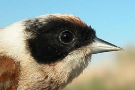 Attēlu rezultāti vaicājumam “Remiz pendulinus adult”