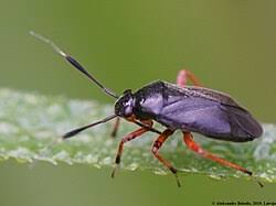 Attēlu rezultāti vaicājumam “Capsus ater imago”