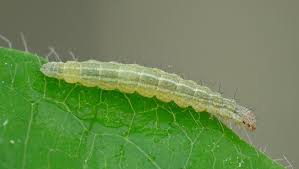 Attēlu rezultāti vaicājumam “Ypsolopha dentella”