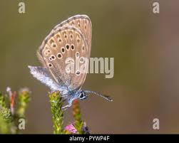 Attēlu rezultāti vaicājumam “Maculinea alcon female”